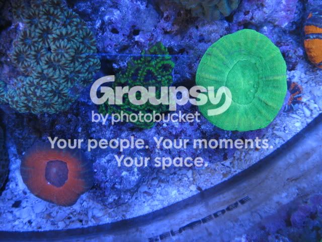 [TodoMarino.com] Coral, Coral, Coral...CORAL REEF - Llegada AUSTRALIA -
