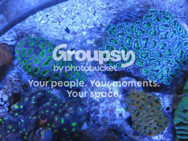 [TodoMarino.com] Coral, Coral, Coral...CORAL REEF - Llegada AUSTRALIA -