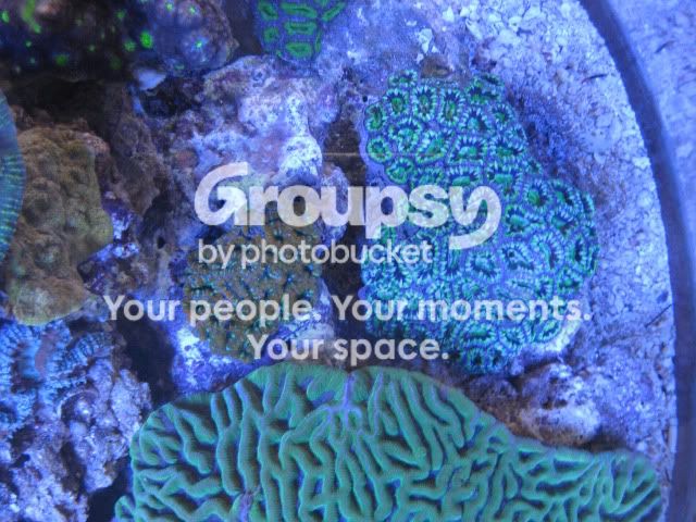 [TodoMarino.com] Coral, Coral, Coral...CORAL REEF - Llegada AUSTRALIA -