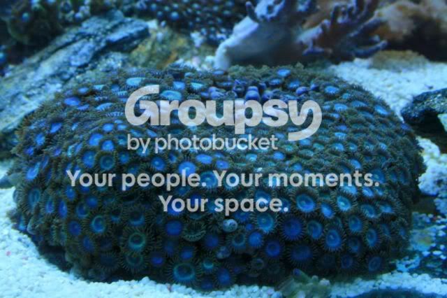 [TodoMarino.com] Zoanthus, Zoanthus, Zoanthus....en CORAL REEF !