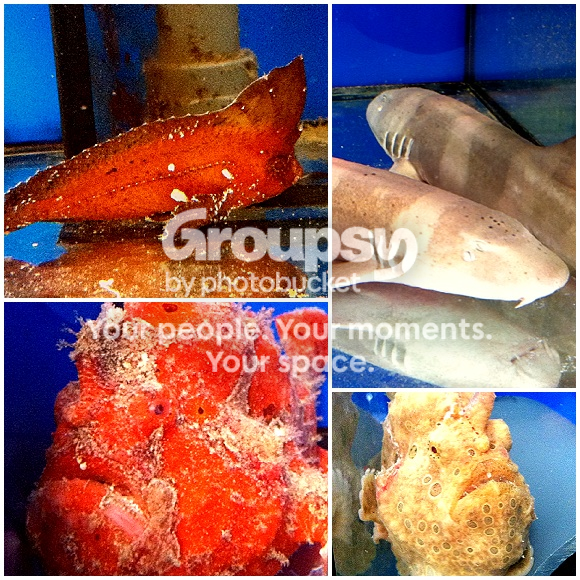 [TodoMarino.com] ¿Eres cliente de CORAL REEF? ¿Quieres asistir a una Importación?