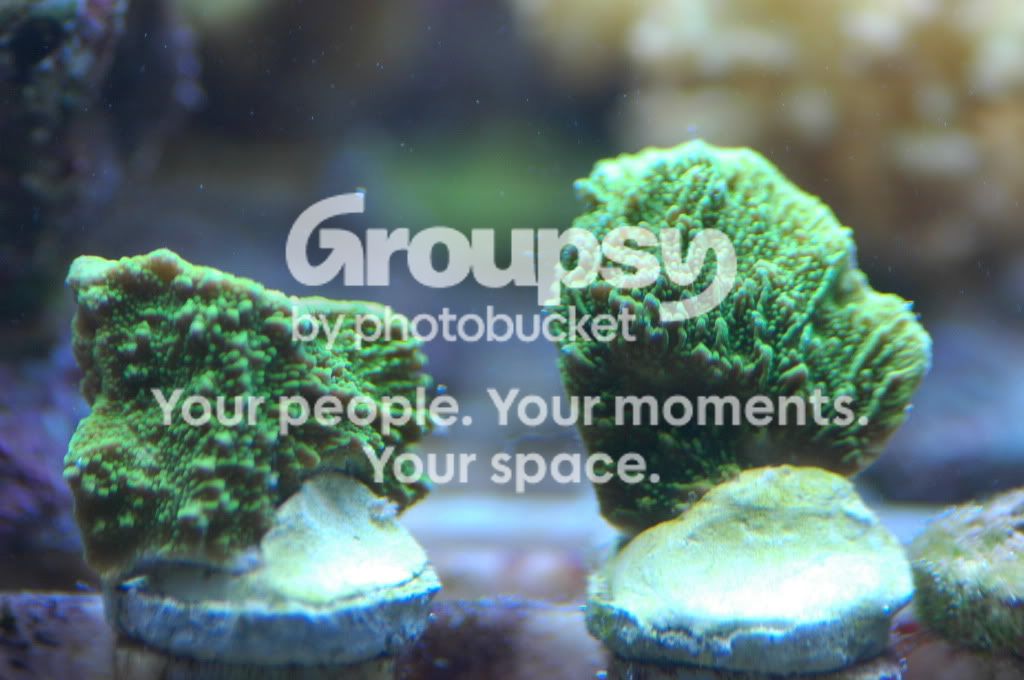 [TodoMarino.com] Oferta Pack SPS de CORAL REEF
