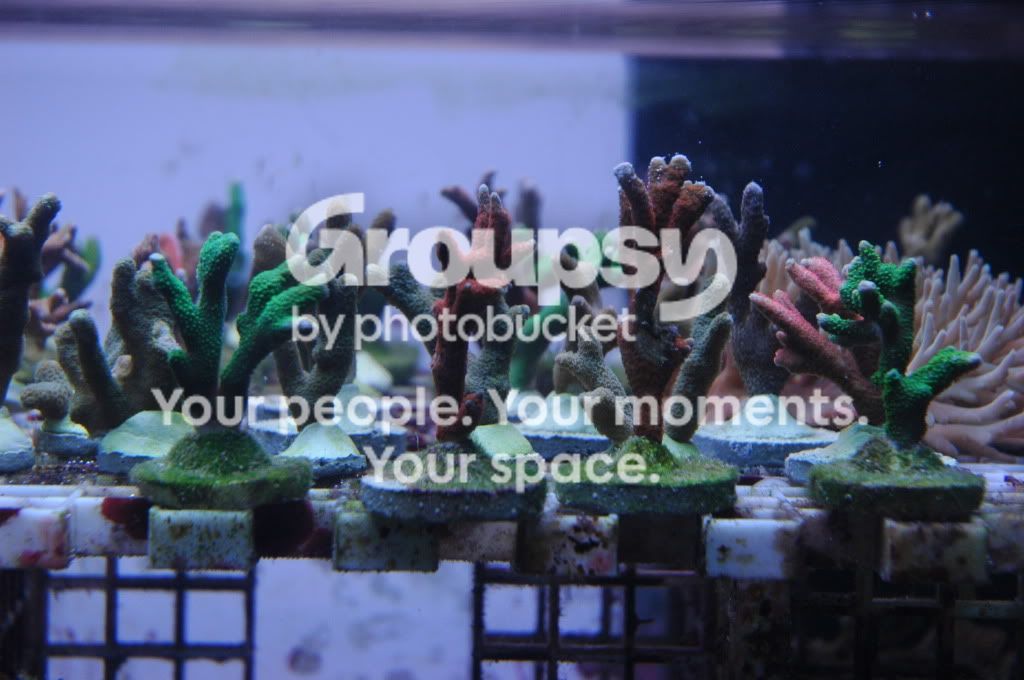 [TodoMarino.com] Oferta Pack SPS de CORAL REEF