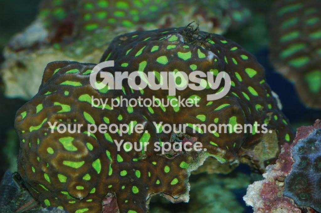 [TodoMarino.com] Aviso: Montiporas TOP, Acros TOP, Pocis TOP...reservadas en CORAL REEF