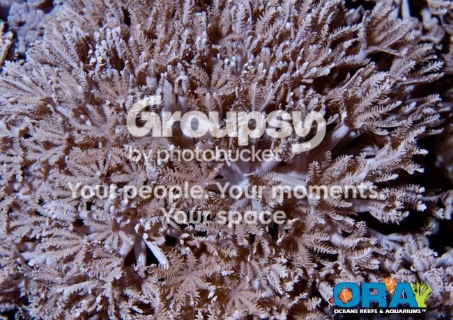[TodoMarino.com] Coral, Coral, Coral....CORAL REEF PLUS - Novedad -