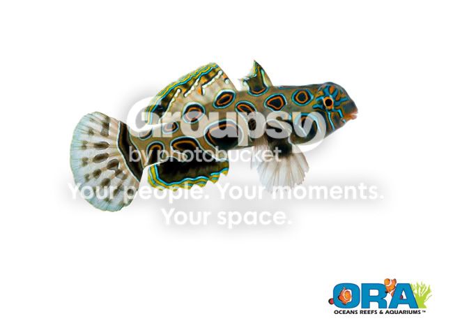 [TodoMarino.com] Coral, Coral, Coral....CORAL REEF PLUS - Novedad -