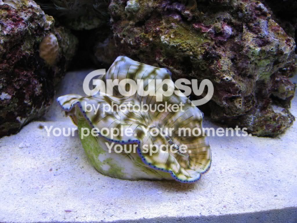 [TodoMarino.com] Coral, Coral, Coral....CORAL REEF PLUS - Novedad -