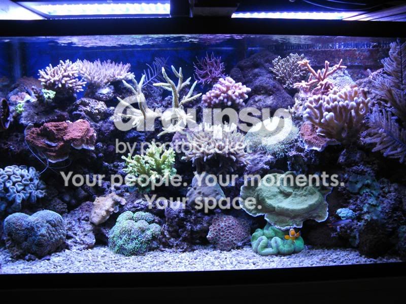 [TodoMarino.com] Nuevas pantallas de LED de CORAL REEF ya disponibles !