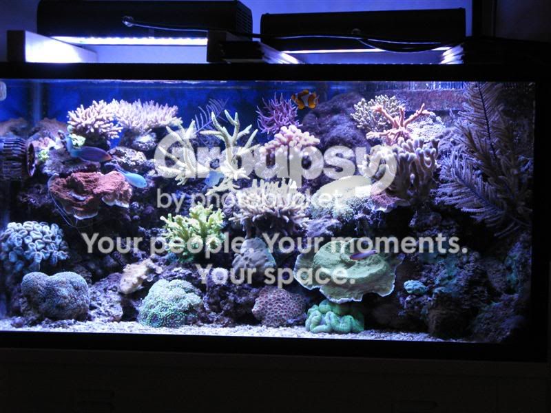 [TodoMarino.com] Nuevas pantallas de LED de CORAL REEF ya disponibles !