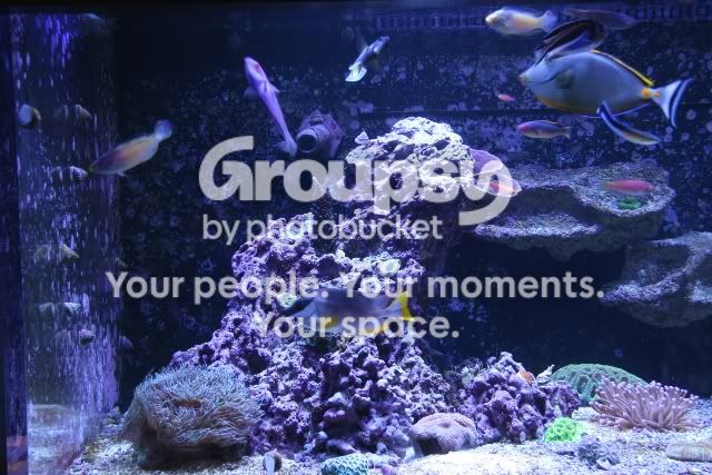 [TodoMarino.com] ¡¡Novedad!! Roca Base de 1ª Calidad en CORAL REEF