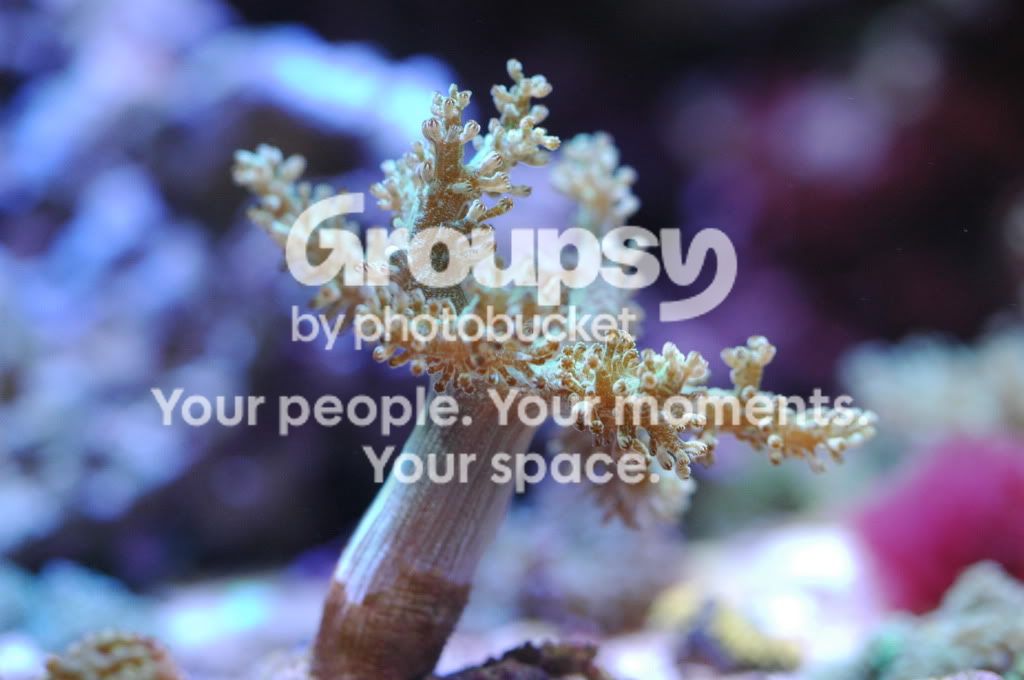 [TodoMarino.com] Coral, Coral, Coral...CORAL REEF - Llegadas varias !! -
