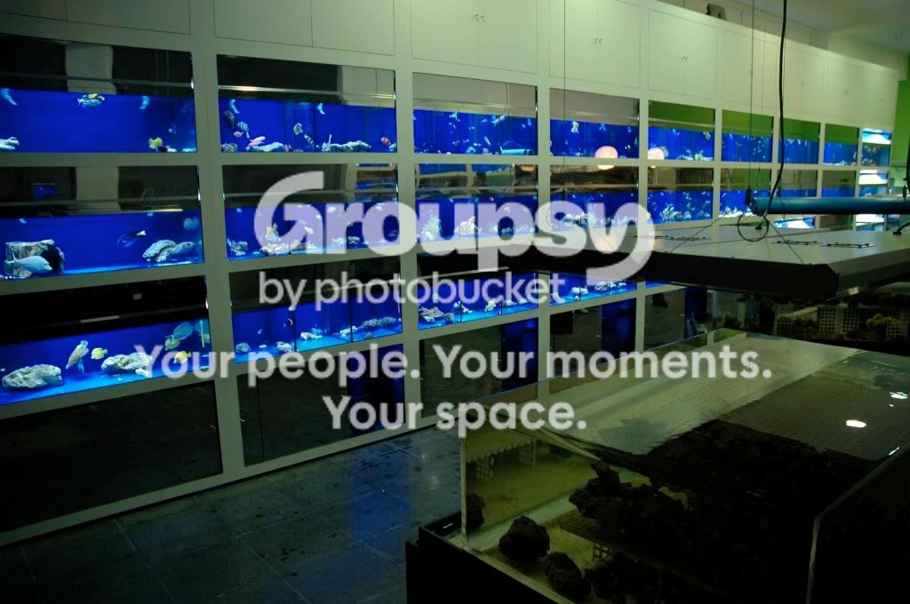 [TodoMarino.com] Fotos Inauguración CORAL REEF