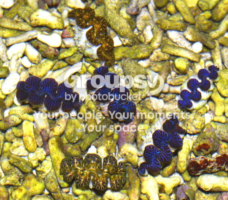 [TodoMarino.com] Azul, Azul, Azul....en CORAL REEF