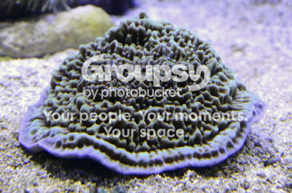 [TodoMarino.com] Coral, Coral, Coral....CORAL REEF BARCELONA - Nuevos animales -