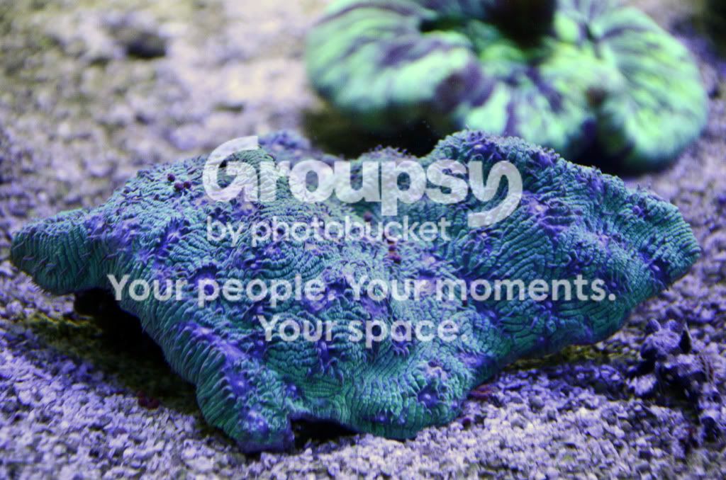 [TodoMarino.com] Coral, Coral, Coral....CORAL REEF BARCELONA - Nuevos animales -