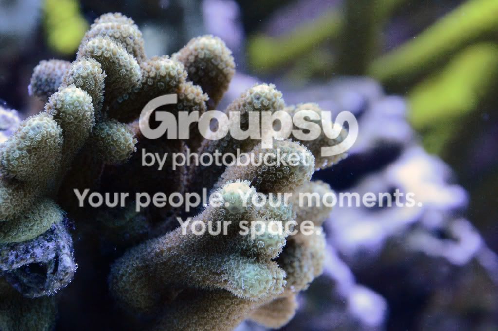 [TodoMarino.com] Coral, Coral, Coral....CORAL REEF BARCELONA - Nuevos animales -