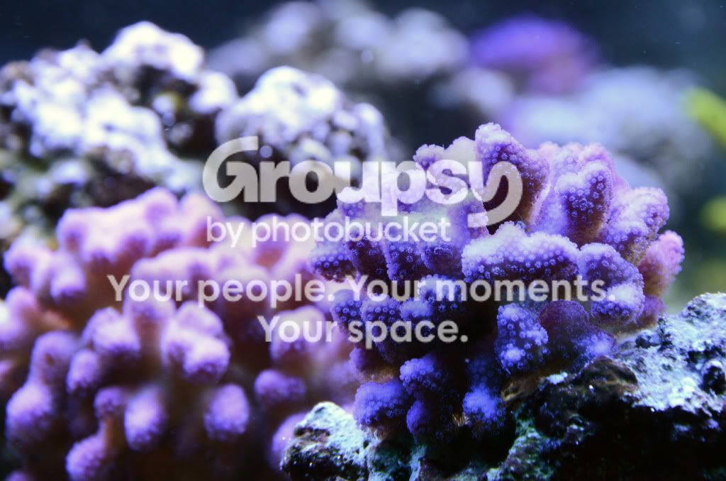 [TodoMarino.com] Coral, Coral, Coral....CORAL REEF BARCELONA - Nuevos animales -