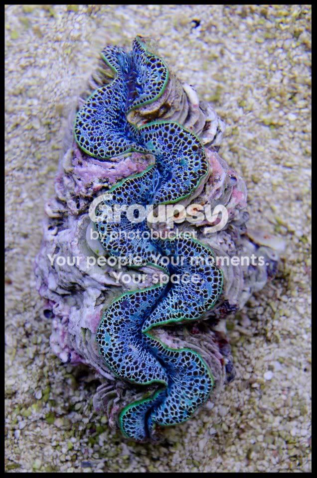 [TodoMarino.com] Coral, Coral, Coral....CORAL REEF BARCELONA - Nuevos animales -