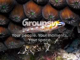 [TodoMarino.com] CORAL REEF: Haz tu pedido de PECES SOSTENIBLES !!