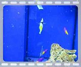 [TodoMarino.com] Coral, Coral, Coral....CORAL REEF - Zoanthus + Gorgonias + ....-