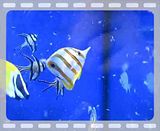 [TodoMarino.com] Coral, Coral, Coral....CORAL REEF - Zoanthus + Gorgonias + ....-