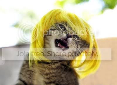CatWigs004.jpg